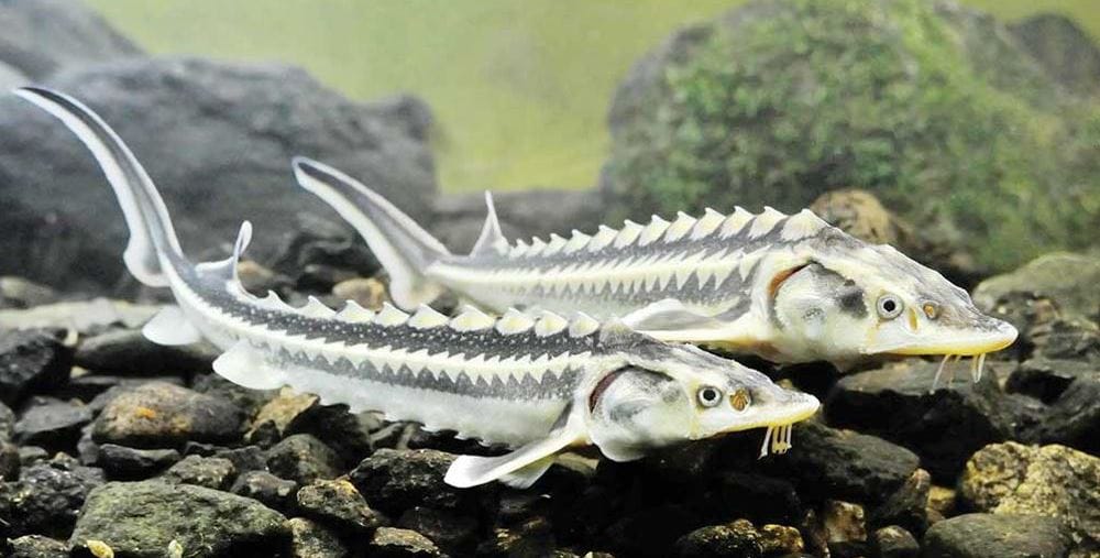 В туркменской части Каспийского моря обитает 15 отрядов рыб