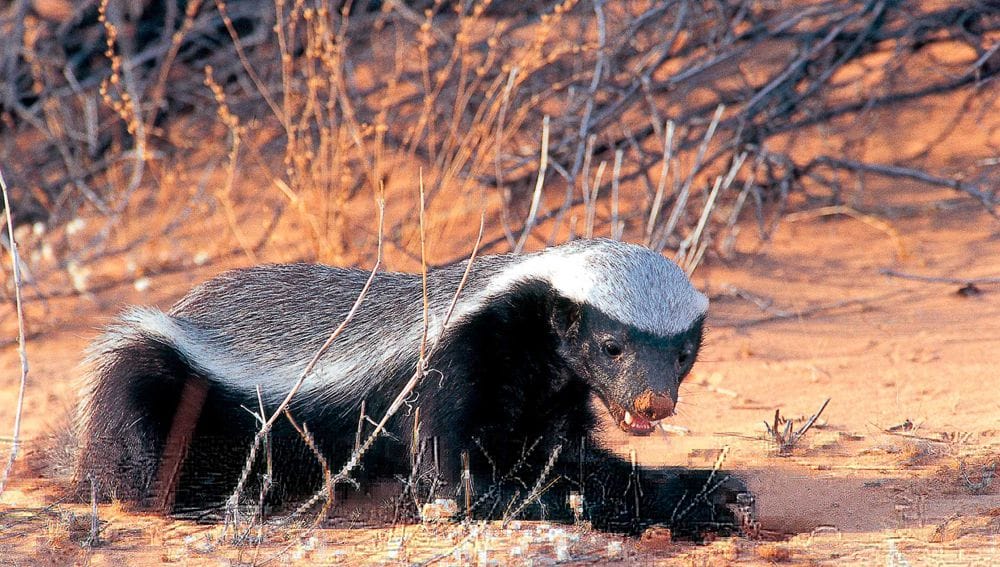 В Туркменистане обитает «самый бесстрашный в мире зверь» по версии Книги рекордов Гиннесса