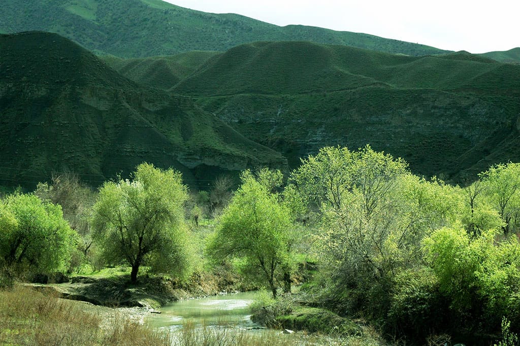 Подготовлен проект Национальной лесной программы Туркменистана на 2021-2025 годы