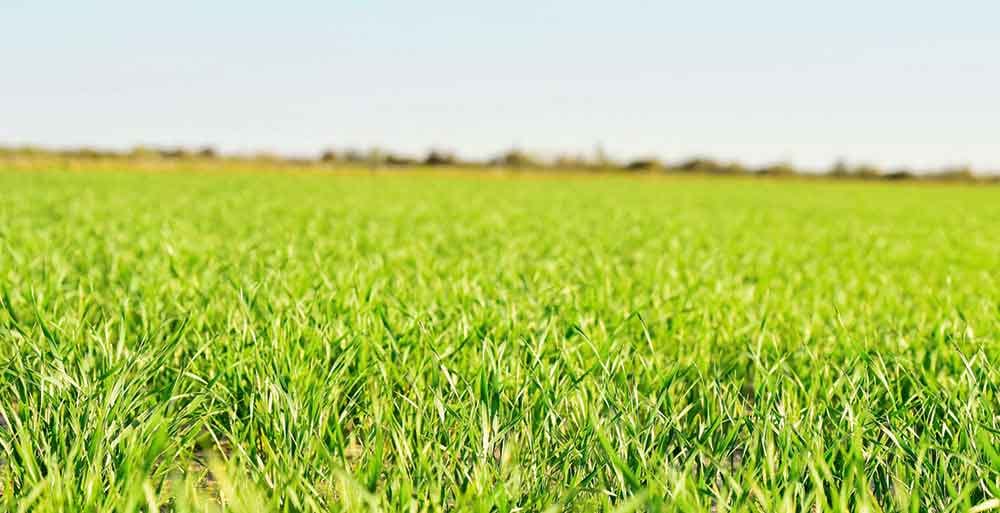 Сорта пшеницы «Алексеич» и «Батько» выращивают в Туркменистане