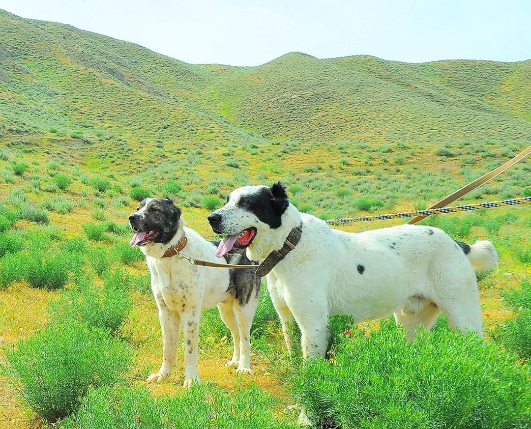 В Туркменистане впервые отметят праздник туркменского алабая