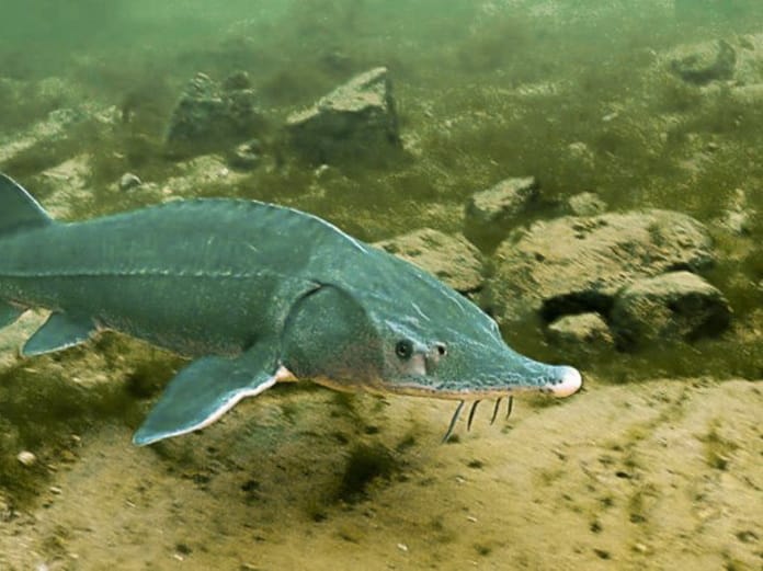 Туркменистан наряду с прикаспийскими странами продлил запрет на коммерческий промысел осетровых