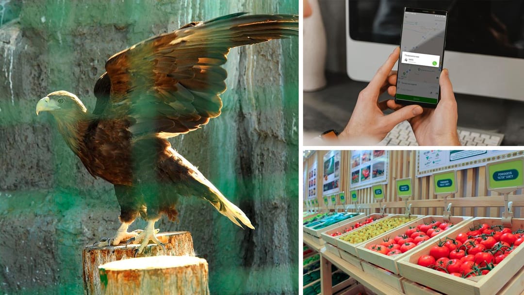 How animals endure the heat at the Ashgabat Zoo, more than 15 thousand users have installed the Onlaýn taksi app, Turkmenistan has exported over 78 000 tons of tomatoes since the beginning of the year and other news