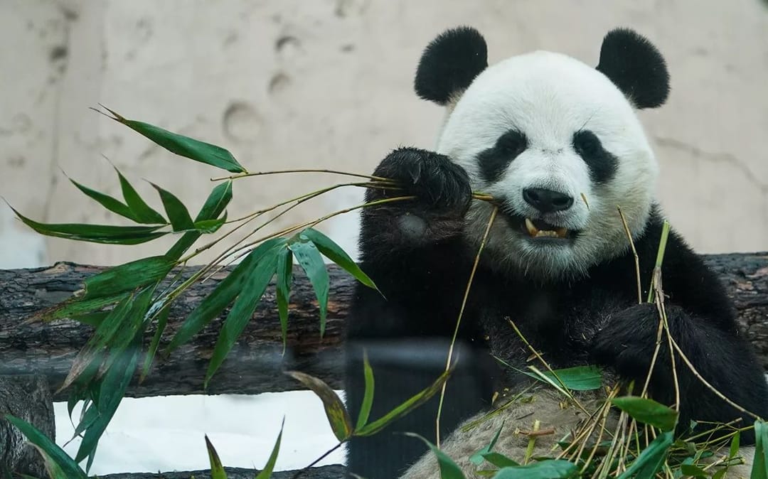 Жуи и Диндин предсказали победителей Олимпиады-2022