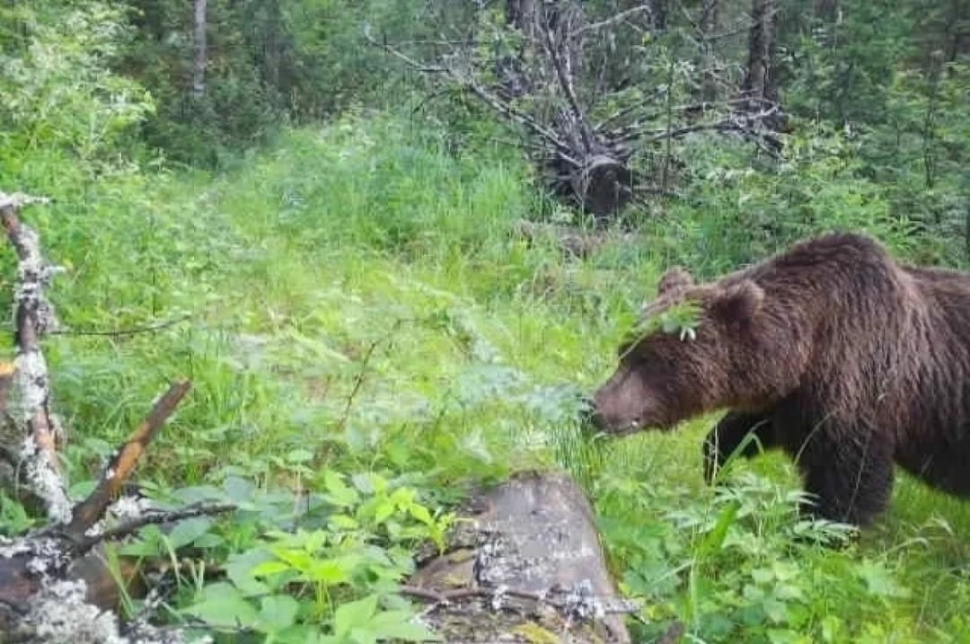 Russiýaly taýgada aýy bilen tutluşyp ýeňdi