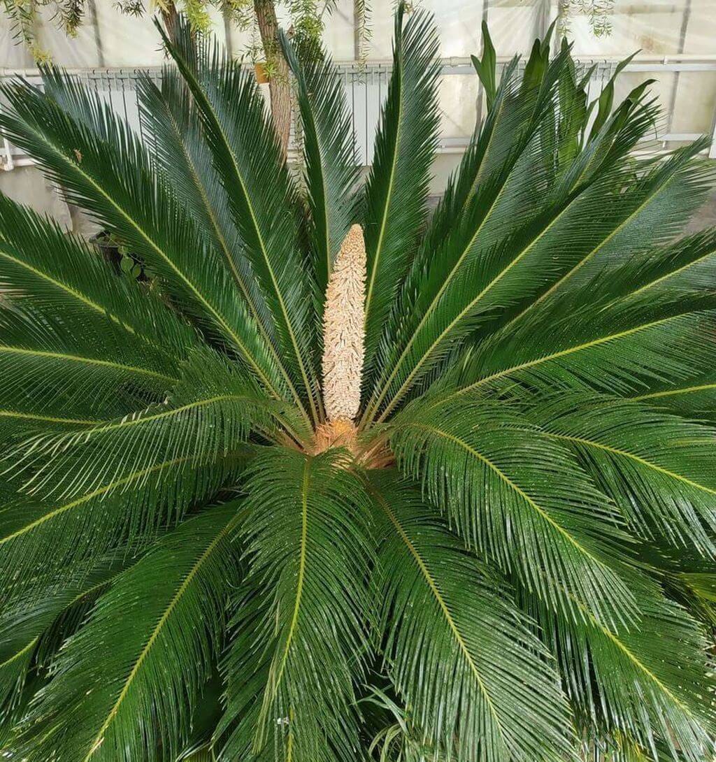 В Туркменистане впервые зацвел цикас