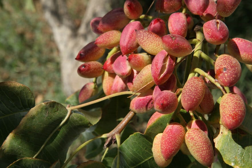 В Туркменистане приступили к привитию саженцев фисташки