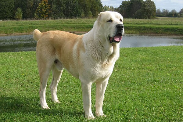 Сердар Бердымухамедов возглавил учреждённую в Туркменистане Ассоциацию «Туркменские алабаи»