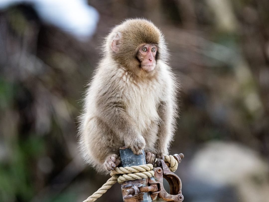 40 monkeys escape from South Carolina lab