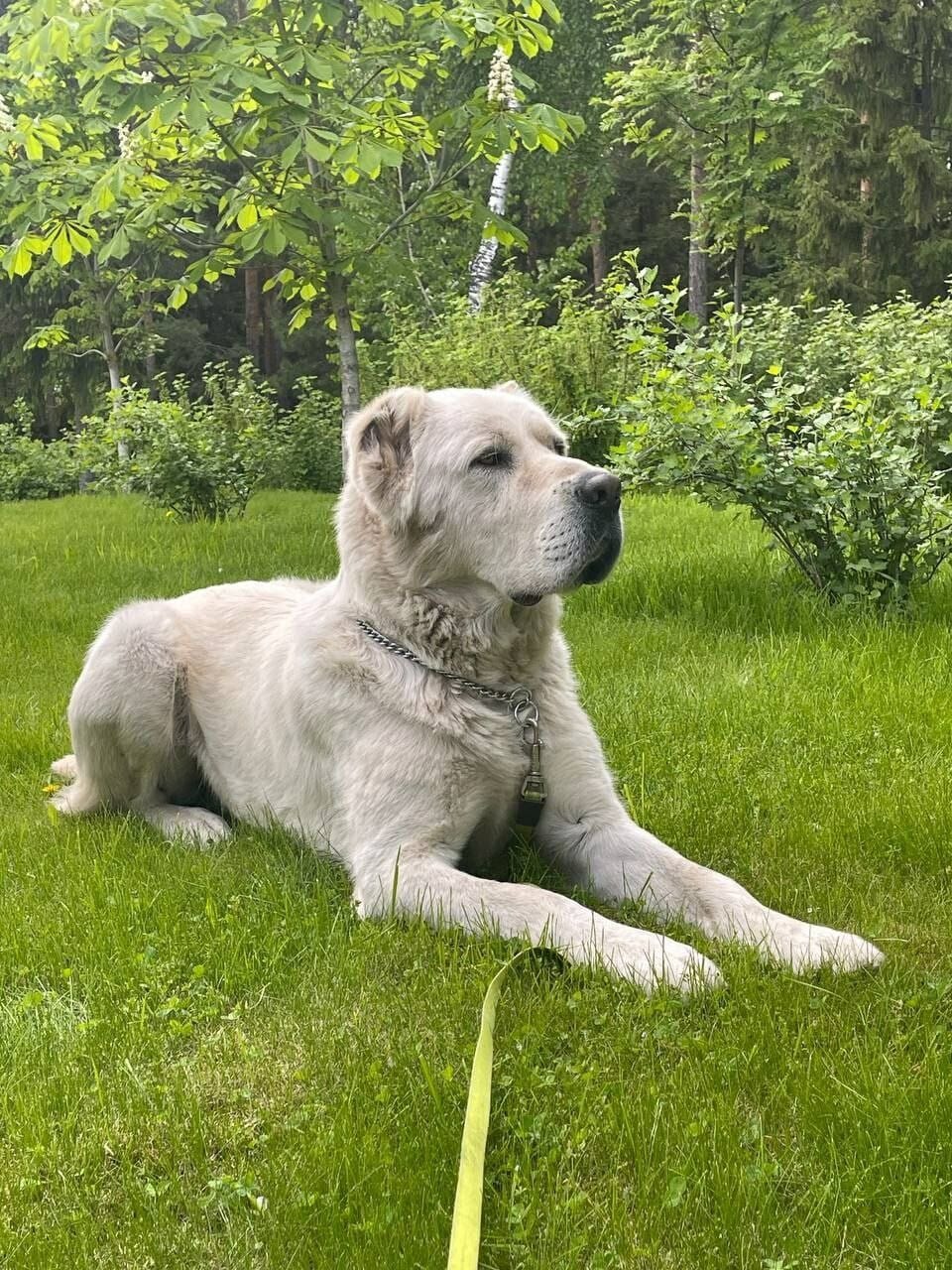Раис Татарстана Рустам Минниханов поделился фото с прогулки с алабаем Акдусом