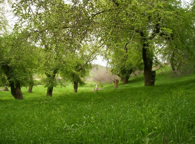 “Türkmenistanyň käbir tebigy zolaklarynyň ösümliklerini öwrenmek” atly ylmy maslahat geçirildi