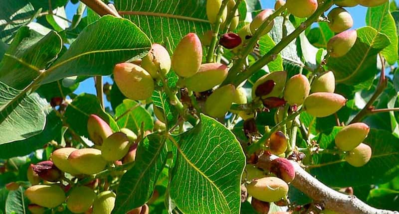 В Туркменистане готовят к посадкам фисташковые деревья