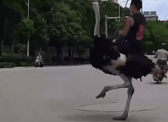 Düýeguş münýän hytaýly internetiň ýyldyzy boldy