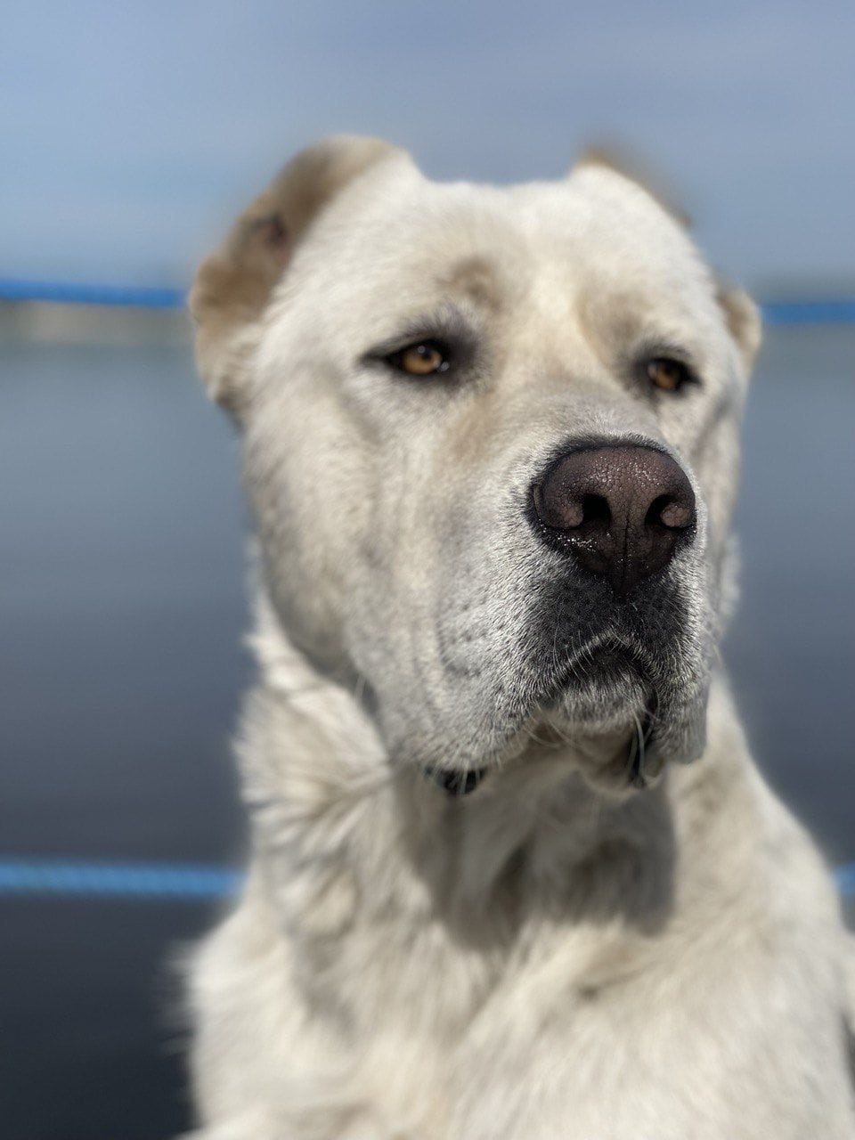 Глава Татарстана Минниханов поделился фотографией своего алабая