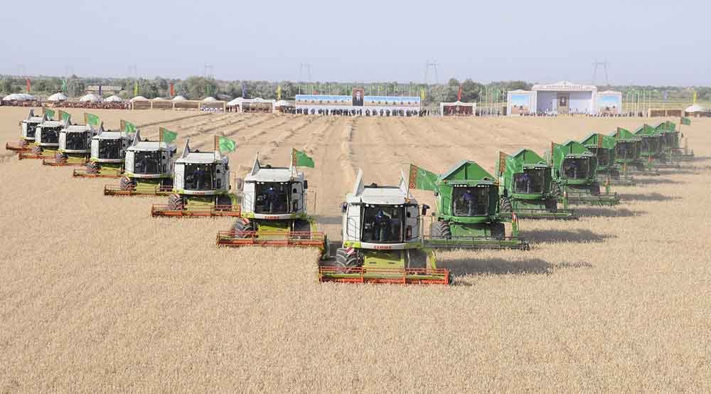 Хлеборобы Ахалского велаята собрали более 400 тысяч тонн пшеницы