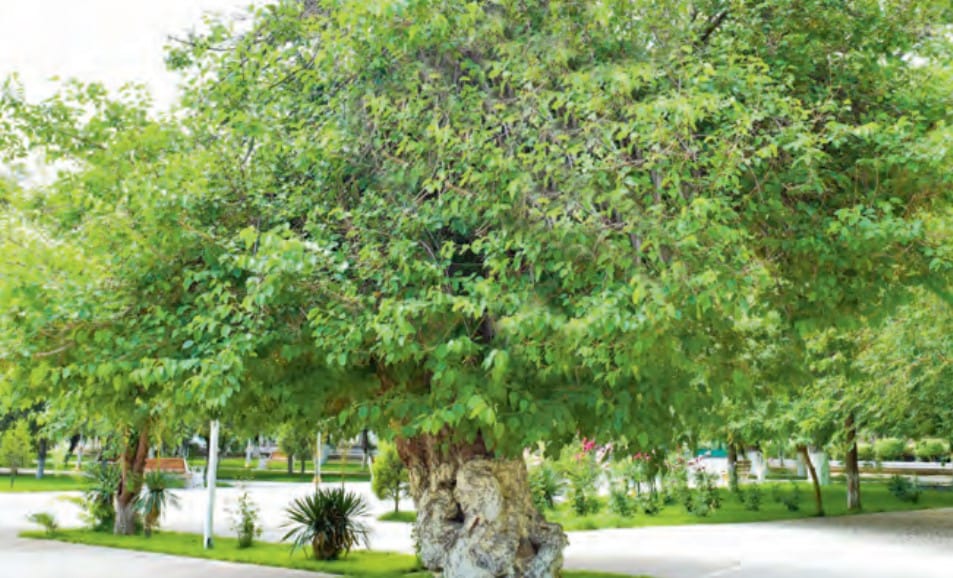 Aşgabatda bir ýarym asyra golaý ýaşan daragtlar ösýär