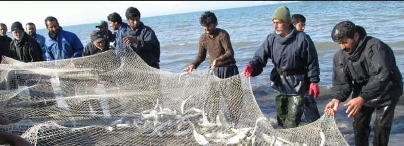 The Iranian company "Shilat" offers different types of fish, caviar and fish oil to the market of Turkmenistan