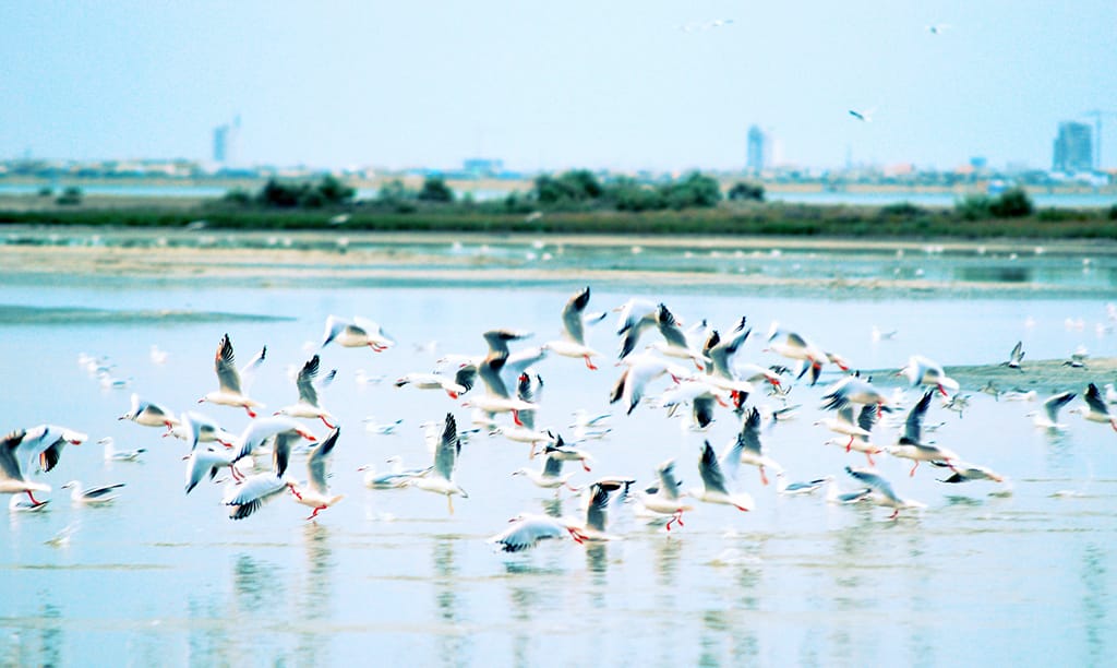 Туркменистан готовит к номинации в Рамсарский список ряд уникальных водно-болотных угодий