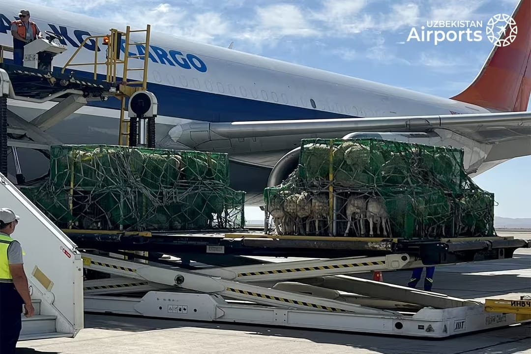 Узбекистан получил первую партию племенных овец из Монголии