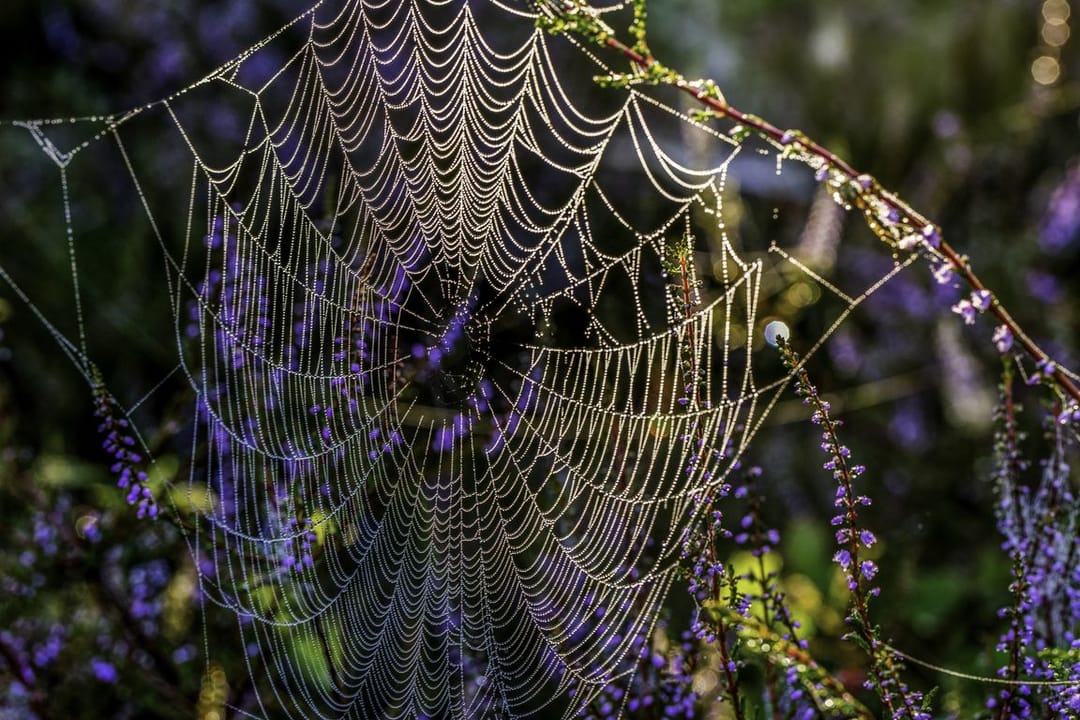In the western United States, spiders and cobwebs are falling from the sky