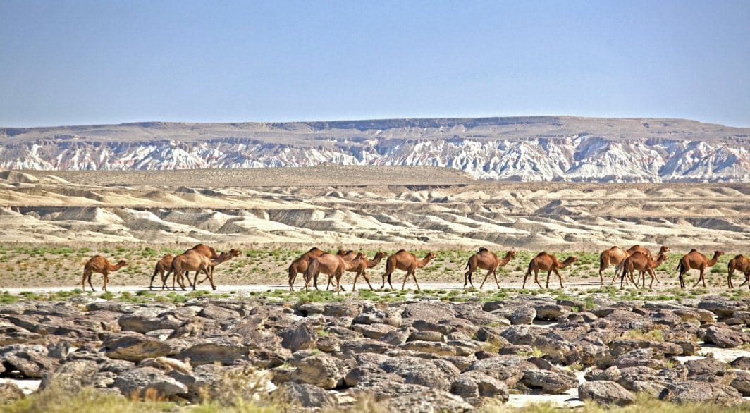 A seminar on pasture management in drought conditions was held in the Turkmen reserve