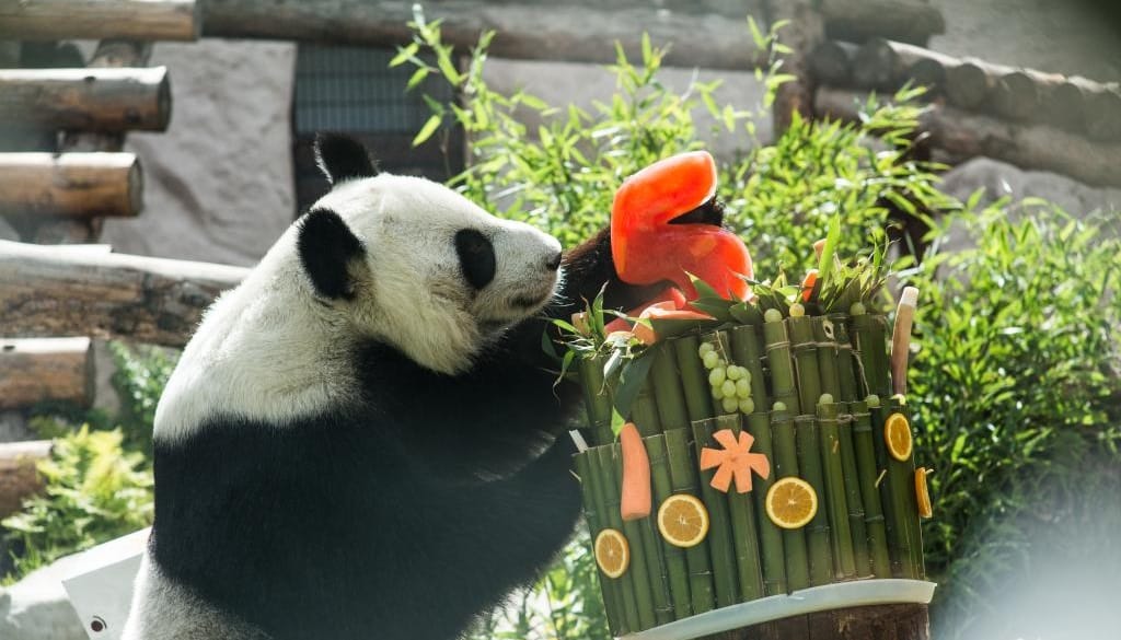 The Moscow Zoo celebrated the birthday of two Chinese pandas