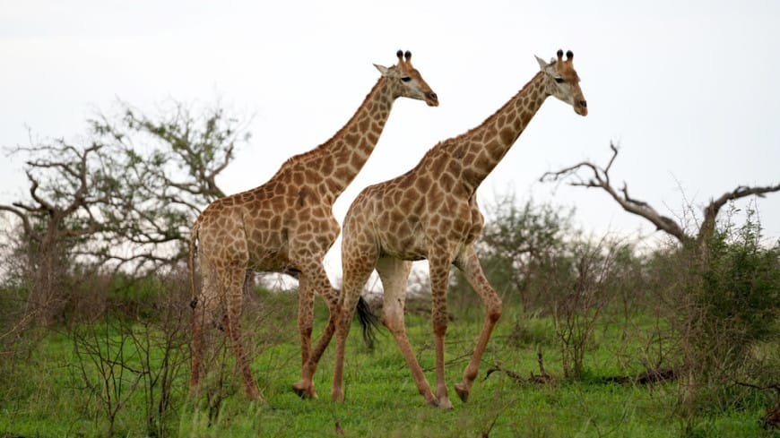 Rare twin giraffes born in Kenya’s national park