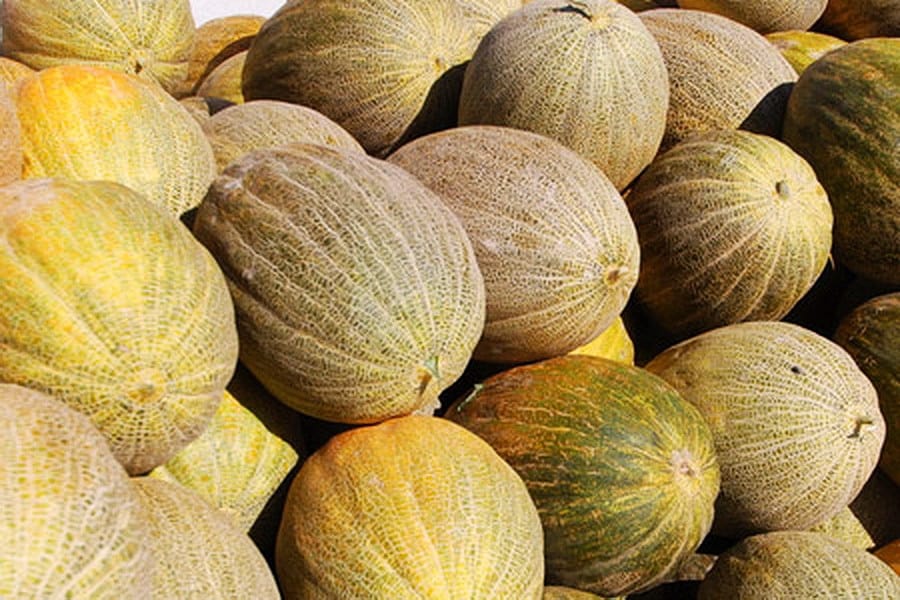 Из свыше 1600 сортов дынь мирового бахчеводства 400 – созданы в Туркменистане