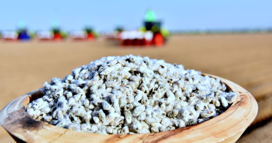 В Туркменистане приступят к севу хлопчатника уже на следующей неделе