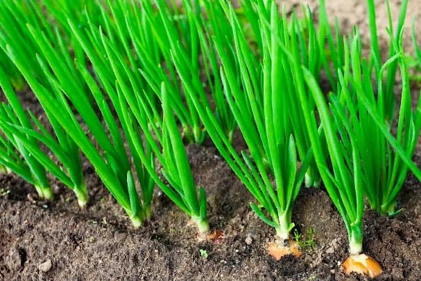 В Дашогузском велаяте увеличили посевные площади под весенний лук