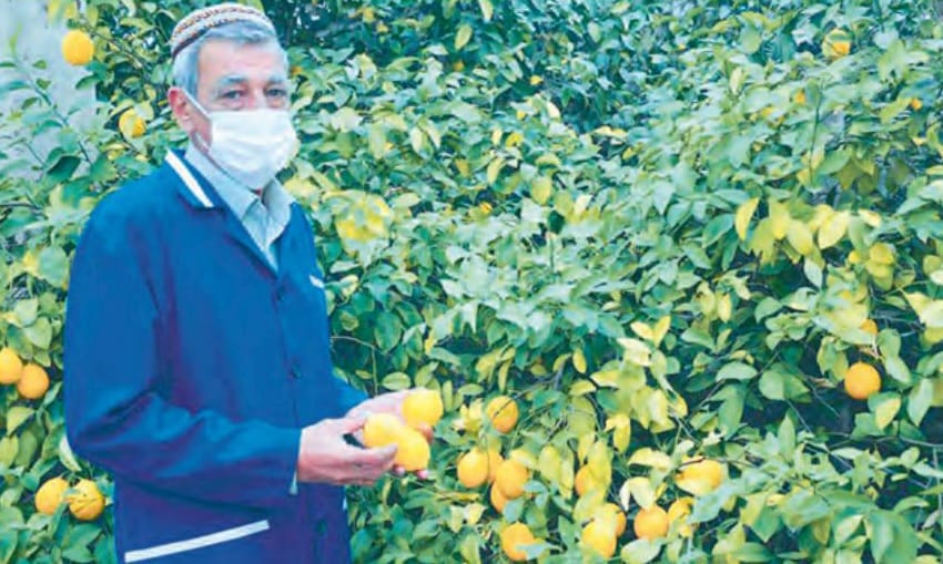 A massive collection of greenhouse lemons is underway in Turkmenistan