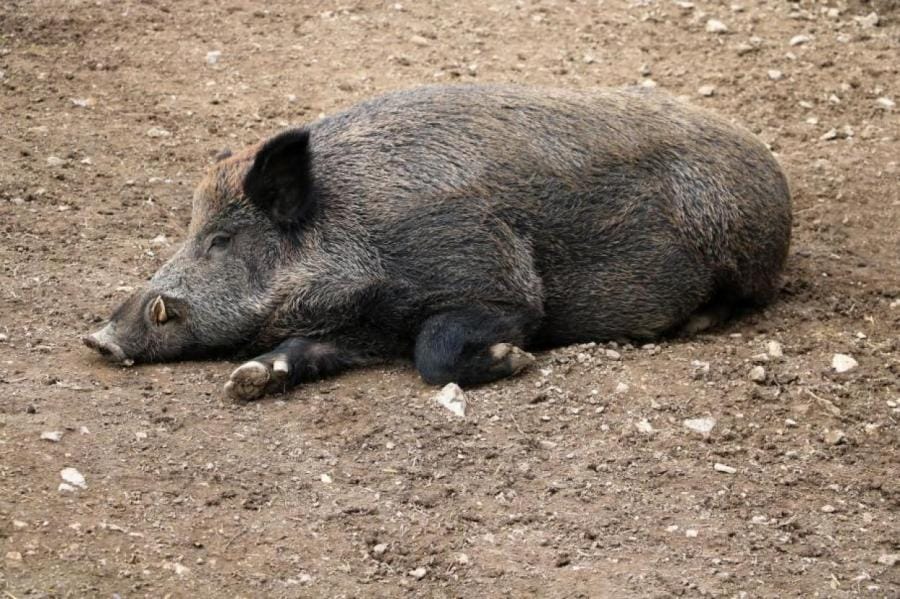 «Супер-свиньи» атакуют южные районы Канады