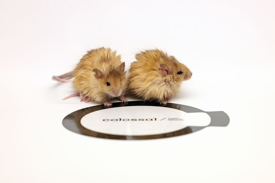 Генетики создали мышей с мехом как у вымерших мамонтов