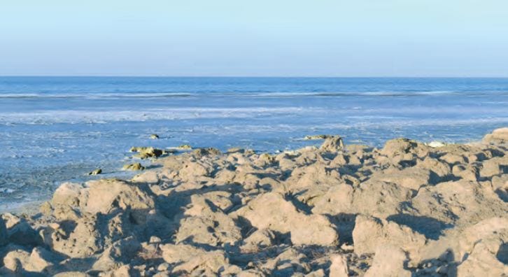 Biologists of Turkmenistan had an expedition to monitor the vegetation of the Caspian deserts