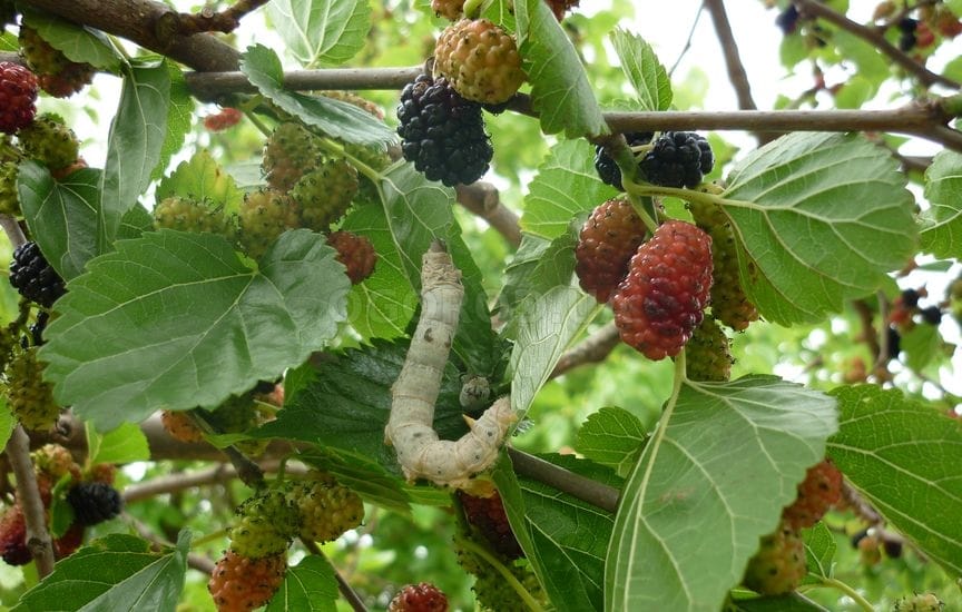 В Дашогузском велаяте увеличиваются площади под шелковицу