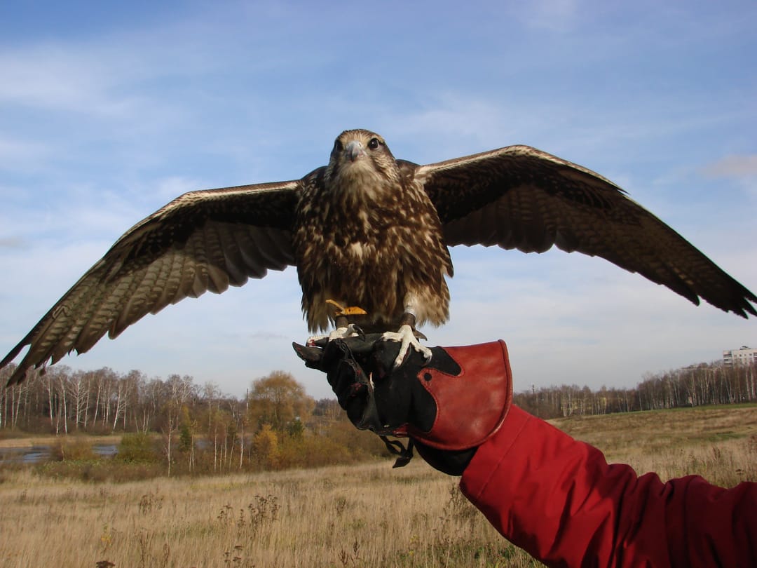 Представители соколиной охоты представили Туркменистан на Всемирном фестивале в ОАЭ