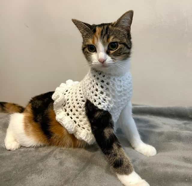 Эксклюзивная вязаная одежда и игрушки для животных — в наличии и под заказ!