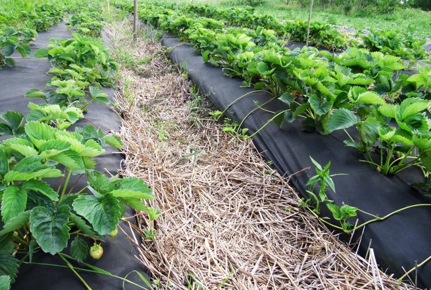 Spun-bond is an irreplaceable tool in agriculture