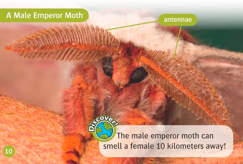 Группа Readers 3 Английский Amazing Mini Beasts.
