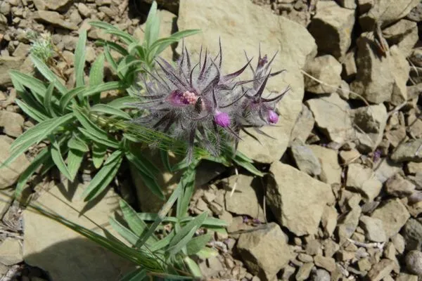 Эфиромасличные растения Туркменистана: чистец туркменский