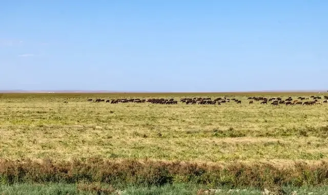 Gazagystanda Beýik çöl siwilizasiýasyna bagyşlanan ýadygärlik bina ediler