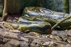 Indoneziýada äpet piton bakjada işläp ýören zenany ýuwutdy