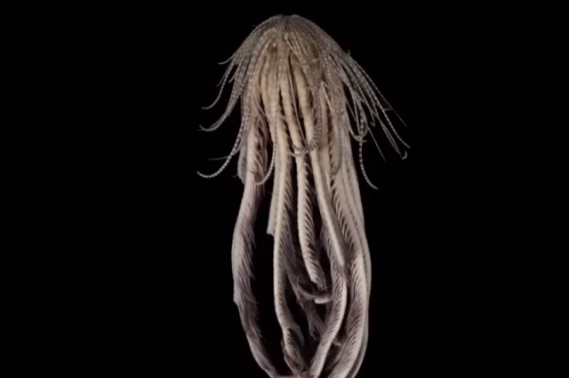 В водах Антарктиды обнаружили морского монстра