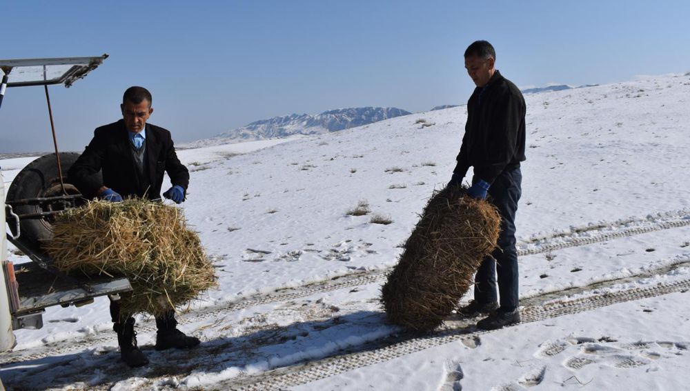В Копетдагском заповеднике родились два кулана