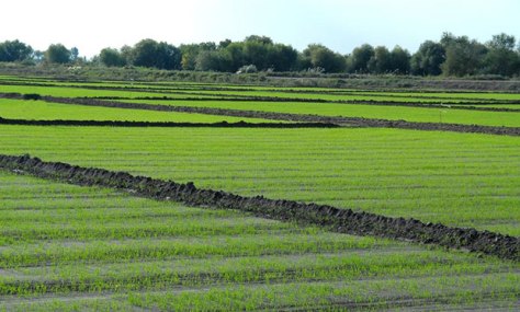 Bugdaý ekilýän meýdanlar geljek ýylyň hasylyndan 760 müň gektardan 690 müň gektara çenli azaldylar