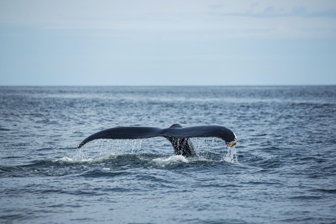 A dead whale carcass exploded on the US Pacific coast