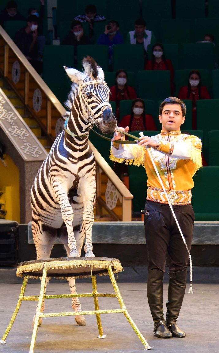 The State Circus of Turkmenistan hosted a performance in honor of the  national holiday of the Turkmen horse | Culture