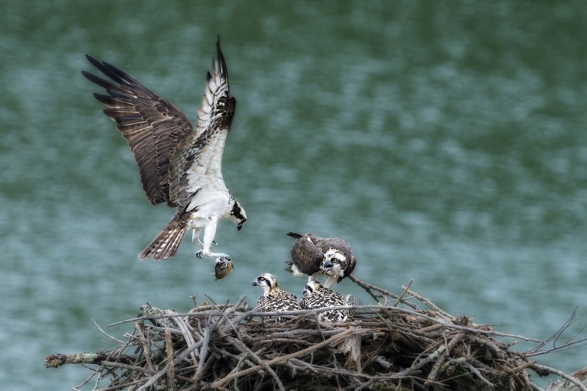 В США белоголовые орланы «усыновили» птенца ястреба