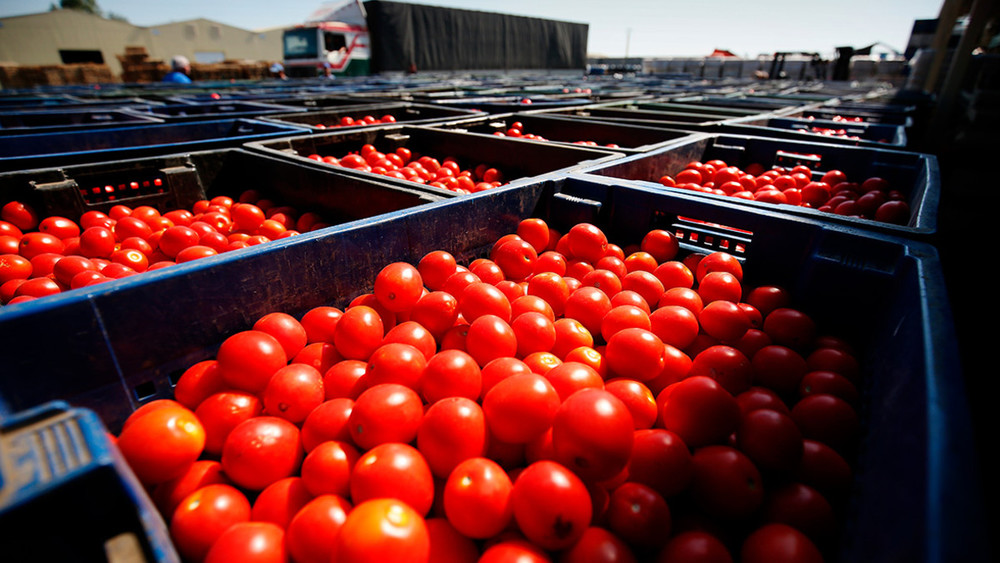 
Türkmenistan gyrgyz bazarynyň 74 göterimini pomidor bilen üpjün edýär 