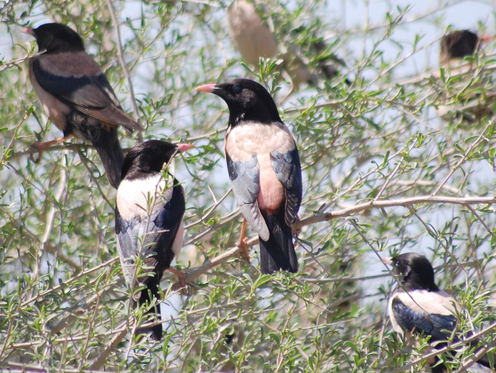 Pink starlings have arrived in Turkmenistan | Turkmenportal.com
